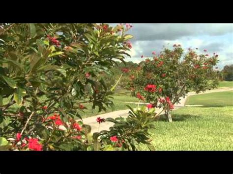 Larger plants & trees · wholesale pricing · unbeatable prices PRETTY TREES; red flower Florida Tree - YouTube