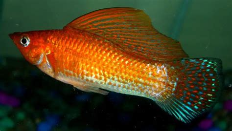 Sailfin Molly Species Profile Work