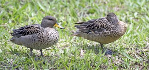 Yellow Billed Teal Sunning On The Lawn Stock Photo Image Of Brazilian