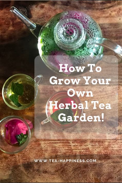 How To Grow Herbal Teas At Home Herbal Tea Garden Growing Tea Herbalism