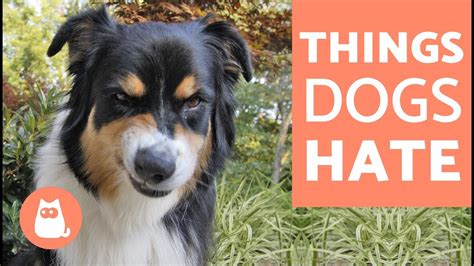 10 Things Dogs Hate About Humans Youtube