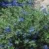 Foliage may be green or gray, blossoms bright. Evolvulus, Blue Daze, Hawaiian Blue Eyes Evolvulus ...