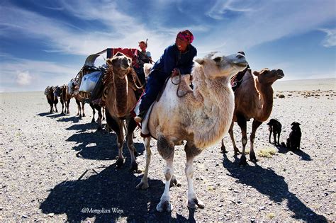 Mongolian Nomadic Lifestyle Your Questions Answered — Mongolia Tours