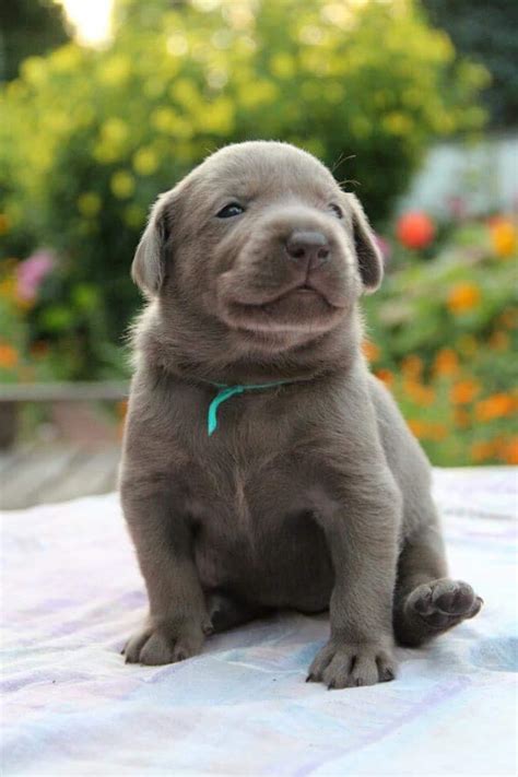 We are located in eastern kansas (louisburg) on a our silver, charcoal, champagne and factored lab puppies are sold with limited akc registration unless other arrangements are made and are priced. Buy Silver Labrador Puppies | PETSIDI