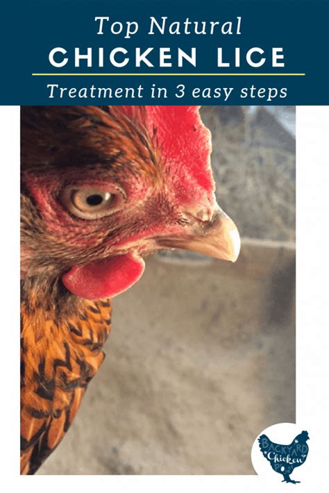 Naturally Treat Chicken Lice Backyard Chicken Project