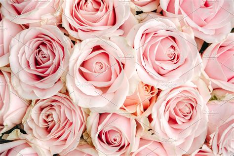 40 Pink Roses Backgrounds