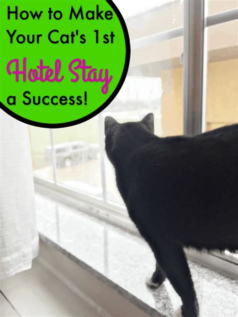 How To Make Your Cats First Hotel Visit A Success Cattipper Cat Blog