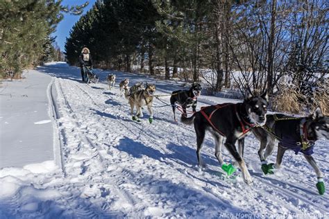 Mn North Dog Sled Racing Archives 365 Days Of Birds