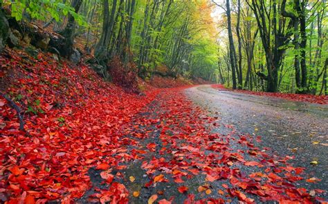 Free Best Pictures Rainy Autumn Forest Wallpapers 2560