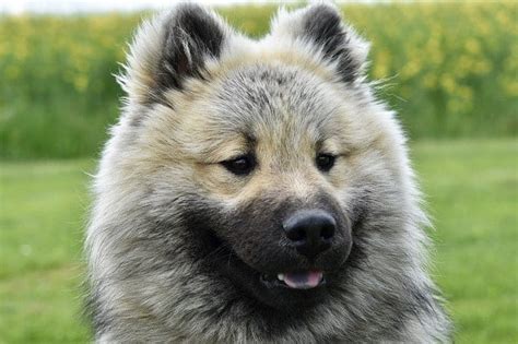 31 Big And Fluffy Dog Breeds Youll Want To Hug
