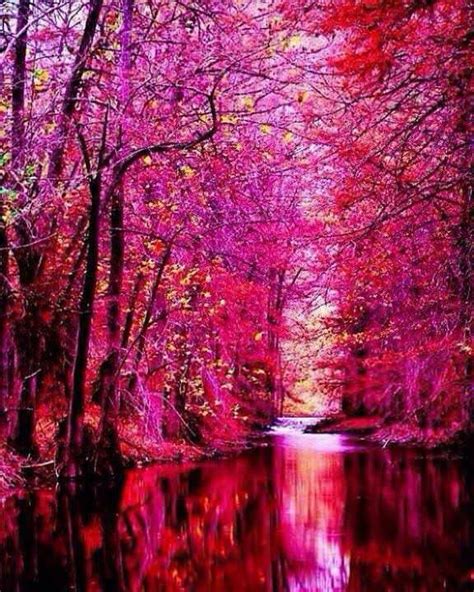 Pink Forest Ireland Gag