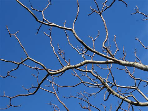 Free Photo Tree Branches Amazing Branch Branches Free Download