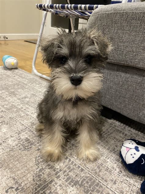 My 3 Month Old Winston To Schnauzer Cut Or Not To Schnauzer Cut R