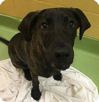 Will icc probe into palestinian territories achieve anything? Columbia, SC - Plott Hound Mix. Meet Nathan a Puppy for ...