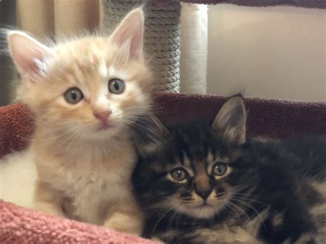 Cute Fluffy Pedigree Kittens Available Portsmouth