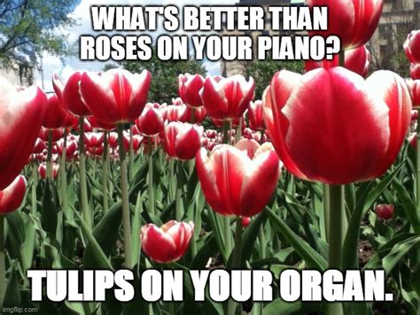 Roses Vs Tulips Imgflip