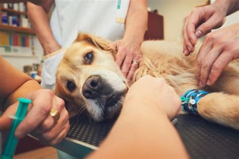 Anaphylactic Shock In Dogs Symptoms And Treatment