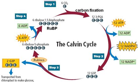 Both photosynthesis and cellular respiration yield molecules used for energy. On a blank paper landscape: draw pg 226 Calvin Cycle
