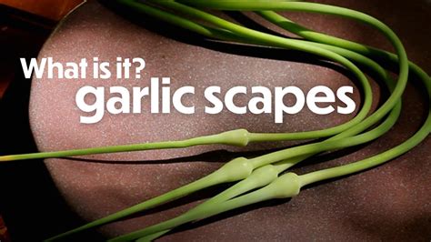 What Is It Garlic Scapes Youtube