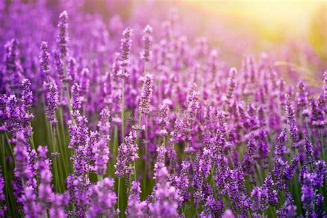 Sunset Over A Violet Lavender Stock Image Image Of Blue Herbal
