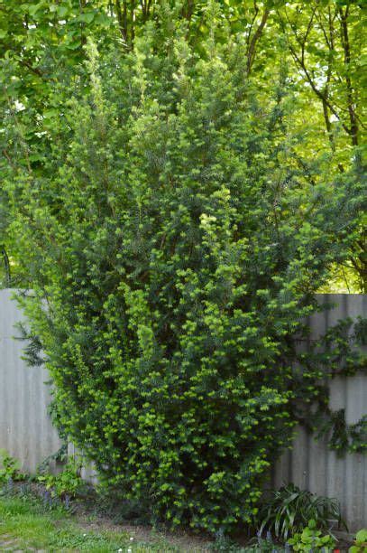 10 Best Privacy Trees For Your Backyard Tall Trees For Privacy In