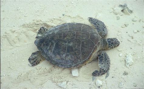 Free Picture Green Sea Turtle Crawling Sand Chelonia Mydas