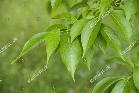 Hardy Rubber Tree Eucommia Ulmoides Leaves Editorial Stock Photo