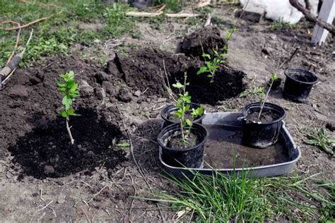 The Complete Guide To Transplanting Rose Bushes In 5 Simple Steps