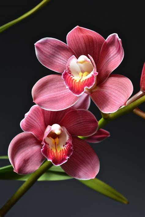 233 Best Cymbidium Images On Pinterest Plants Flowers