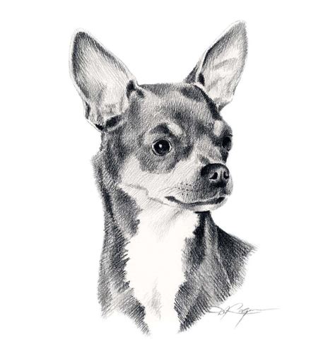 Chihuahua Pencil Drawing Dibujos De Perros Dibujo De Perro