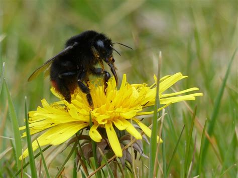 May 20, 2016 · the contribution by bees to world economies is staggering. The best garden flowers for bees | Milton Keynes Natural ...