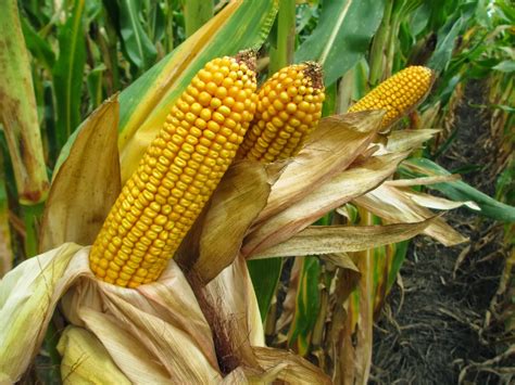 Grain Crops Update Good Corn Yields Despite Nitrogen Losses