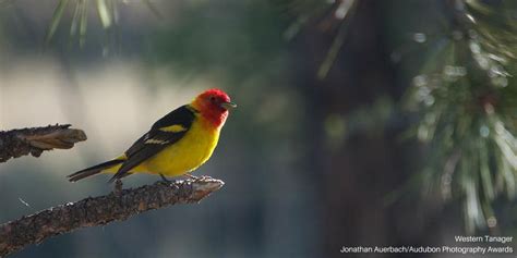 Audubon Society On Twitter The Audubon Bird Guide App Has Been