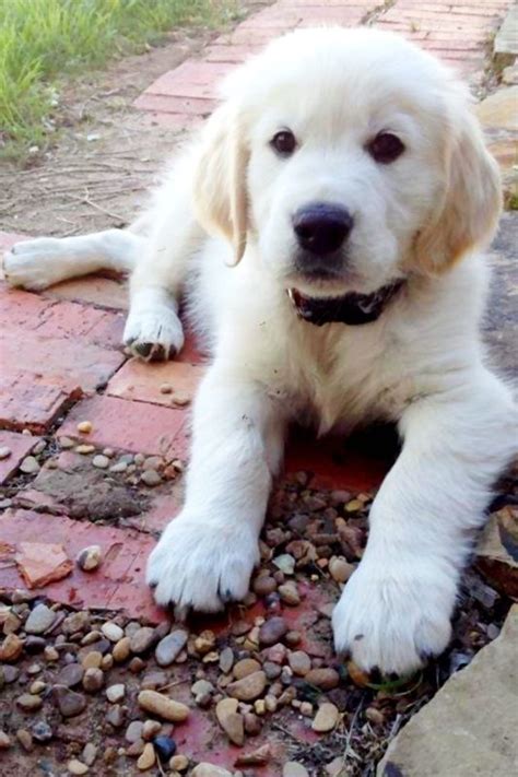 The original gfp puppy finder. 239 best English Cream Golden Retrievers images on ...