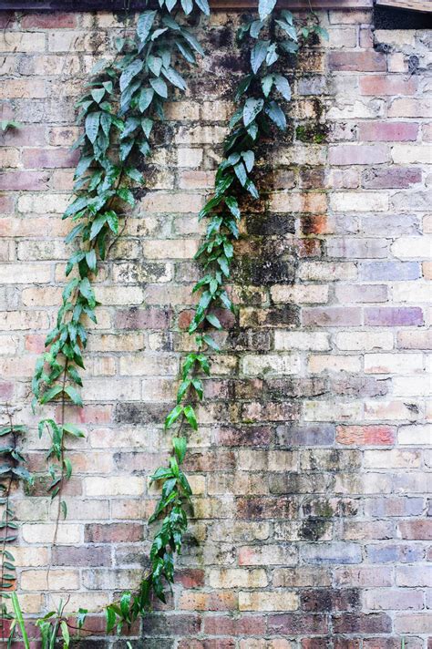 Creeper Plant And Brick Wall Stock Photo Dissolve