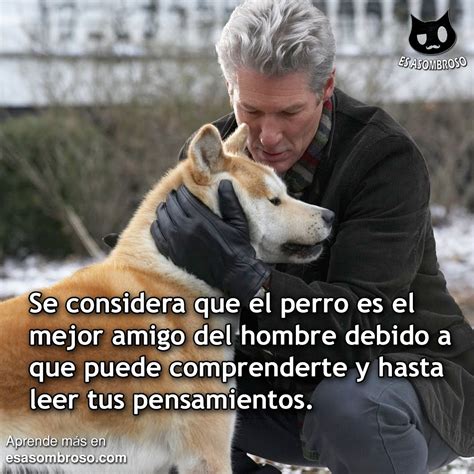 5 fabulosos beneficios de tenerlos. El perro es el mejor amigo del hombre, ellos pueden ...