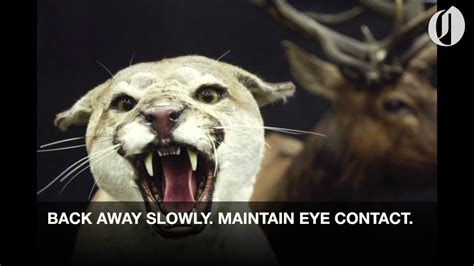 Cougar Safety Youtube
