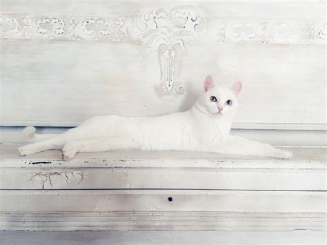 Jun 17, 2021 · seekor anak kucing bermuka dua di sripemandang sungailiat, kabupaten bangka, provinsi kepulauan bangka belitung, kamis (17/6/2021). Galeri Download Gambar Sketsa Kucing | Aliransket