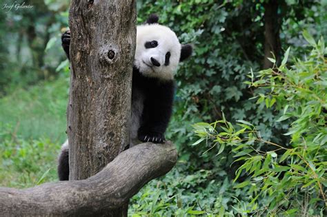 Viennas Fu Bao By Josef Gelernter On 500px Cute Panda Panda Mammals