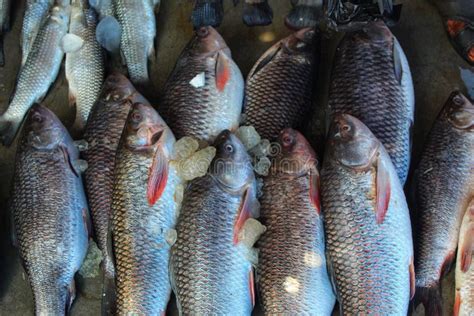 Rohu Carp With Ice Arranged In Row In Indian Fish Market For Sale Hd