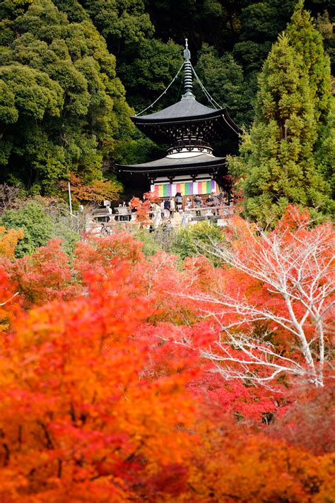 Jeffrey Friedls Blog Kyotos Eikando Temple Continues To Amaze