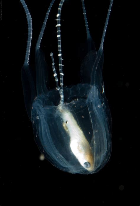 Irukandji Jellyfish Description Species Syndrome And Facts Britannica