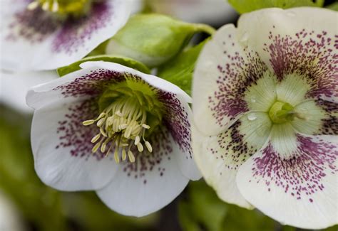 11 Best Perennial Flowers For Early Spring