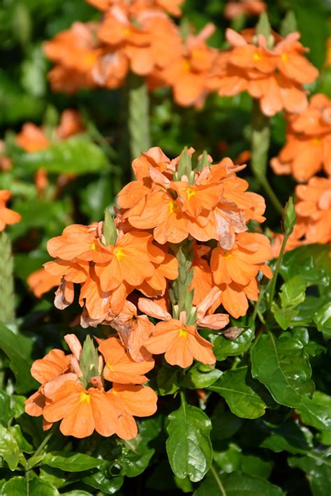 Orange Marmalade Firecracker Plant Crossandra Infundibuliformis