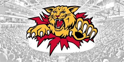 Wildcats are extremely rare and very elusive creatures that usually stay away from humans so finding them is difficult. Wildcats statement on Torchetti - Moncton Wildcats