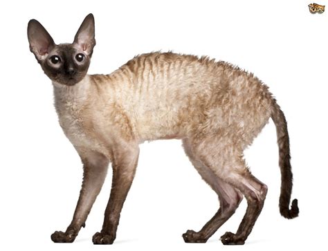 Cornish Rex Cat Breed Facts Highlights And Buying Advice