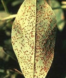 groundnut major disease rust