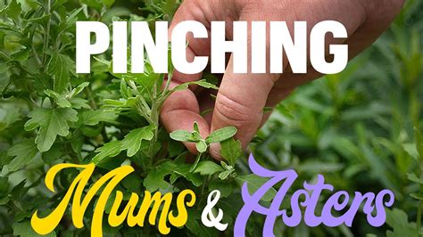 Pinching Mums And Asters Youtube