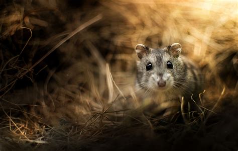 Jungar Hamster Rodent Glare Wallpaper Hd Animals 4k