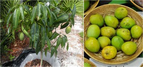 Well, growing mango tree in a pot or container is the answer! How To Plant And Grow Container Mango Tree